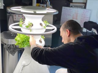 Bioscience Officer Jason Fischer harvests lettuce from a Lettuce Grow hydroponics greenhouse at HI-SEAS during an analog space mission, taking place on Earth. 