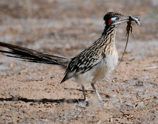 Darlings of the American Deserts: Photos of the Greater Roadrunner ...