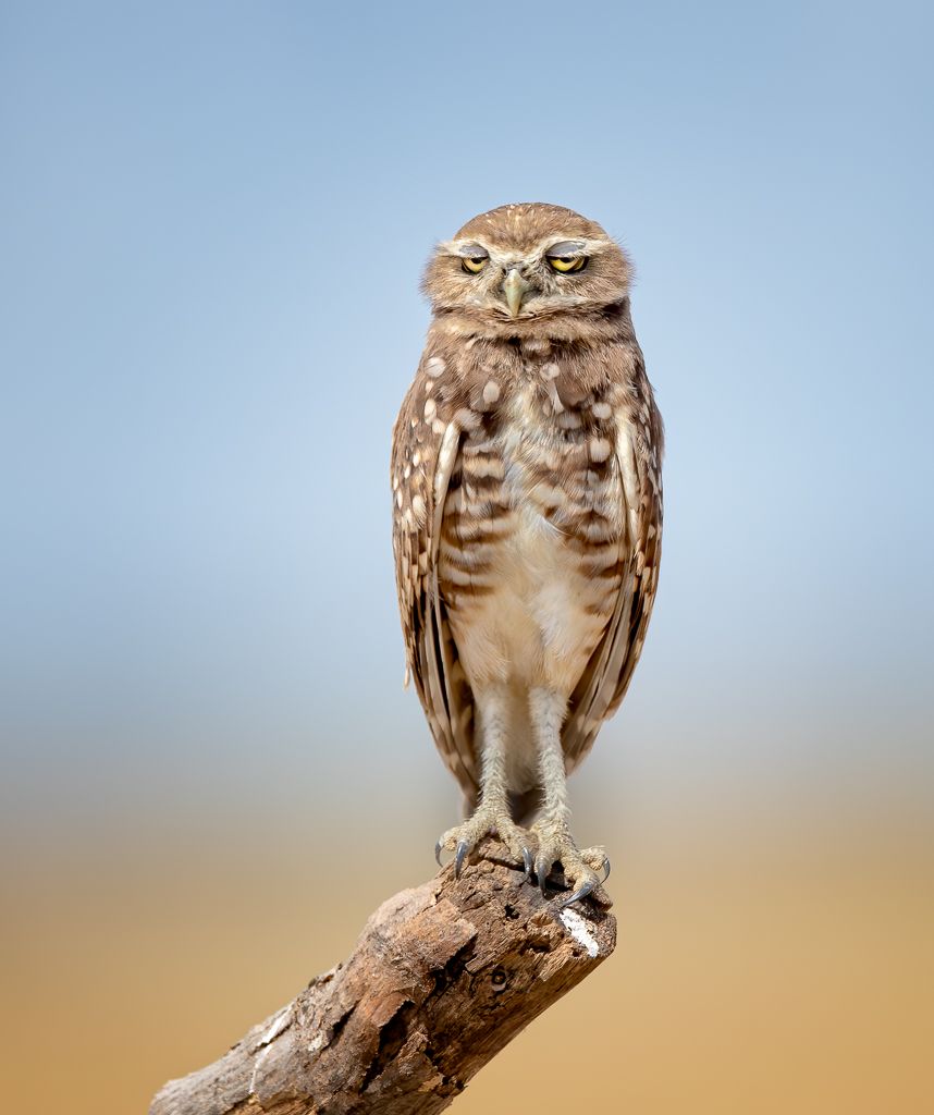 comedy wildlife photography awards