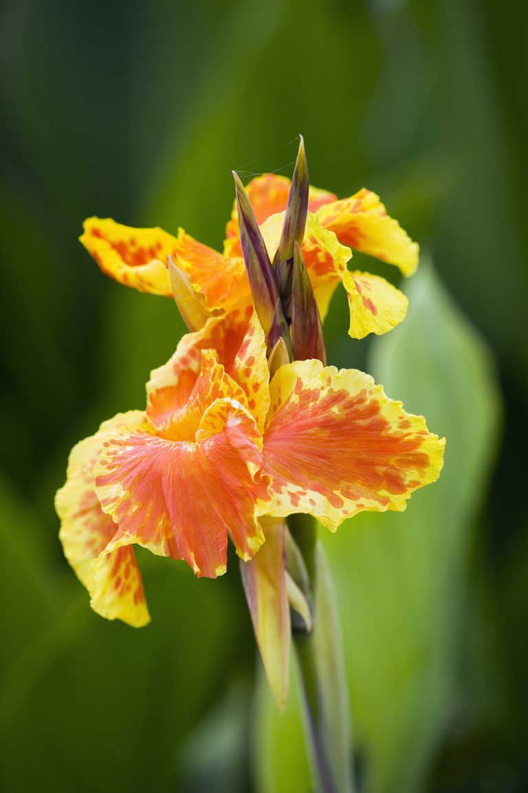 Best tropical plants 10 top picks to give your plot an exotic look GardeningEtc