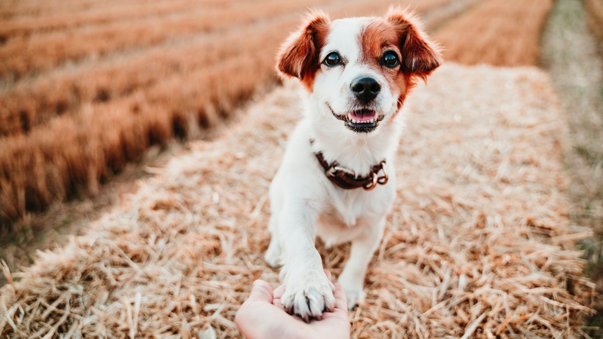 Woman&#039;s hand holding paw of dog on straw bale 