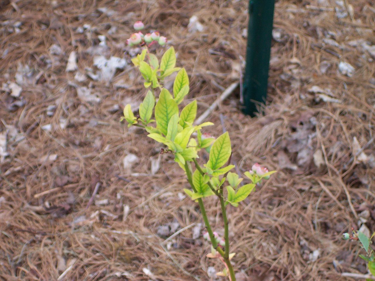 Blueberry Plant