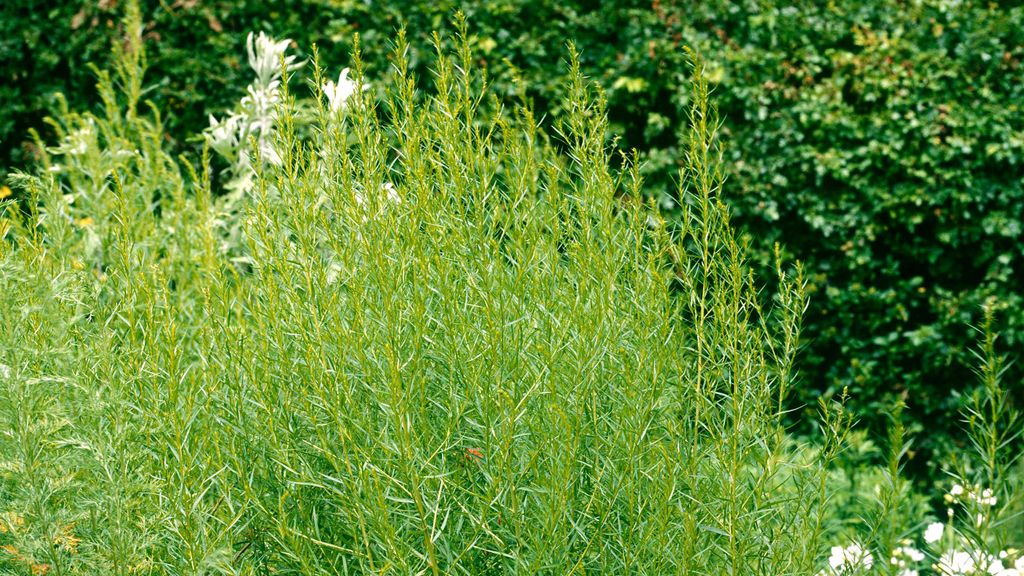 Russian tarragon is the perfect winter garden herb that you probably