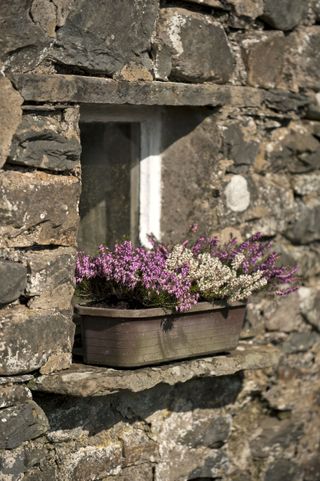 window box ideas: heather on windowsill of stone cottage