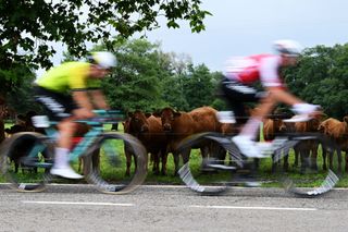 SANTANDER SPAIN SEPTEMBER 04 LR Thibault Guernalec of France and Team Arkea BB Hotels and Thomas Champion of France and Team Cofidis compete in the breakaway passing a herd of cows during the La Vuelta 79th Tour of Spain 2024 Stage 17 a 1415km stage Arnuero to Santander UCIWT on September 04 2024 in Santander Spain Photo by Dario BelingheriGetty Images