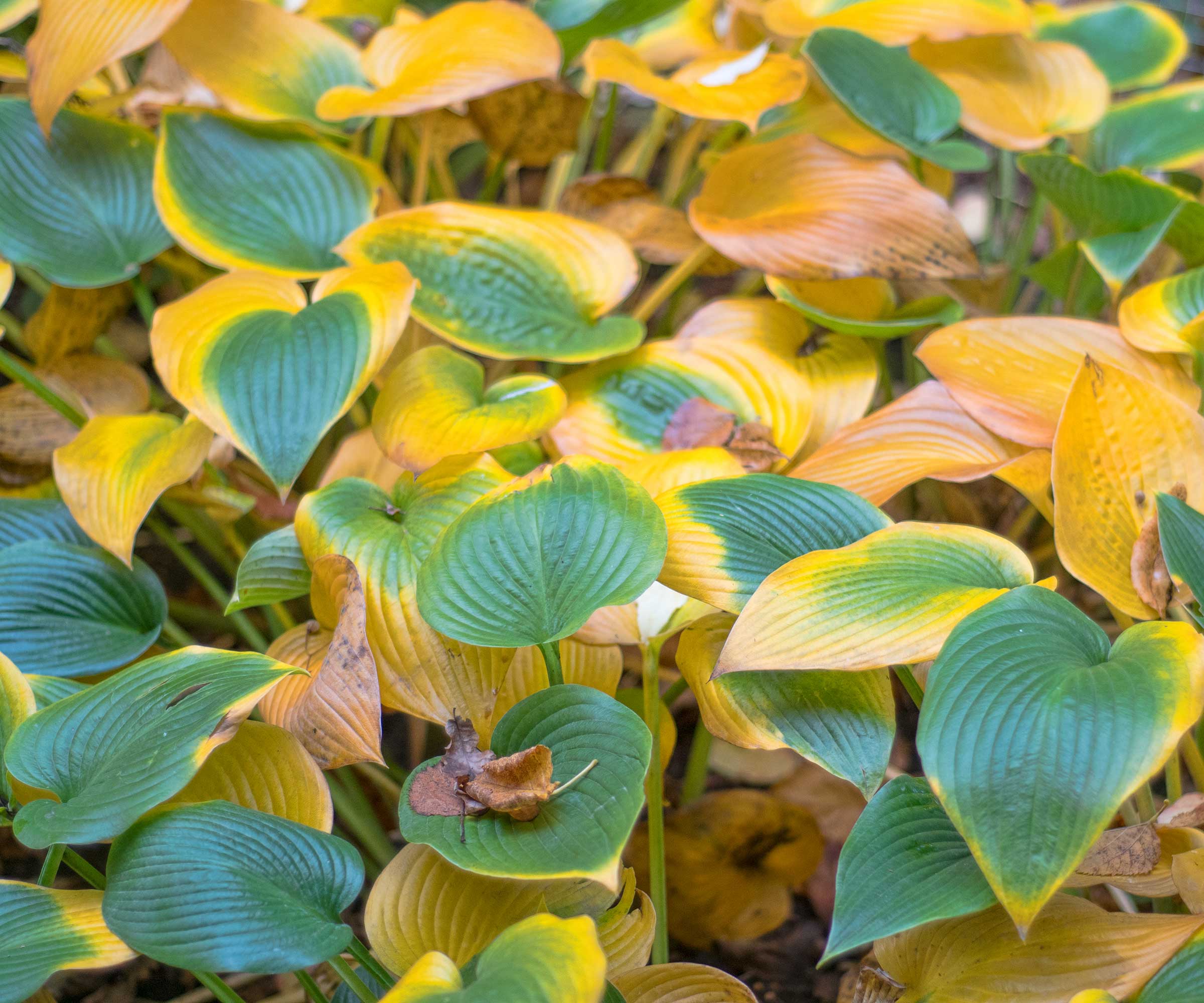 hosta leaves