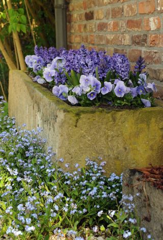 garden color schemes: purple and blue flowers in and around a stone trough