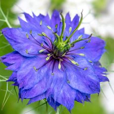 Purple love-in-a-mist flower