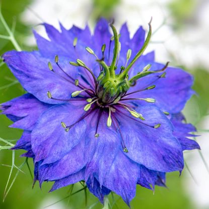 Purple love-in-a-mist flower