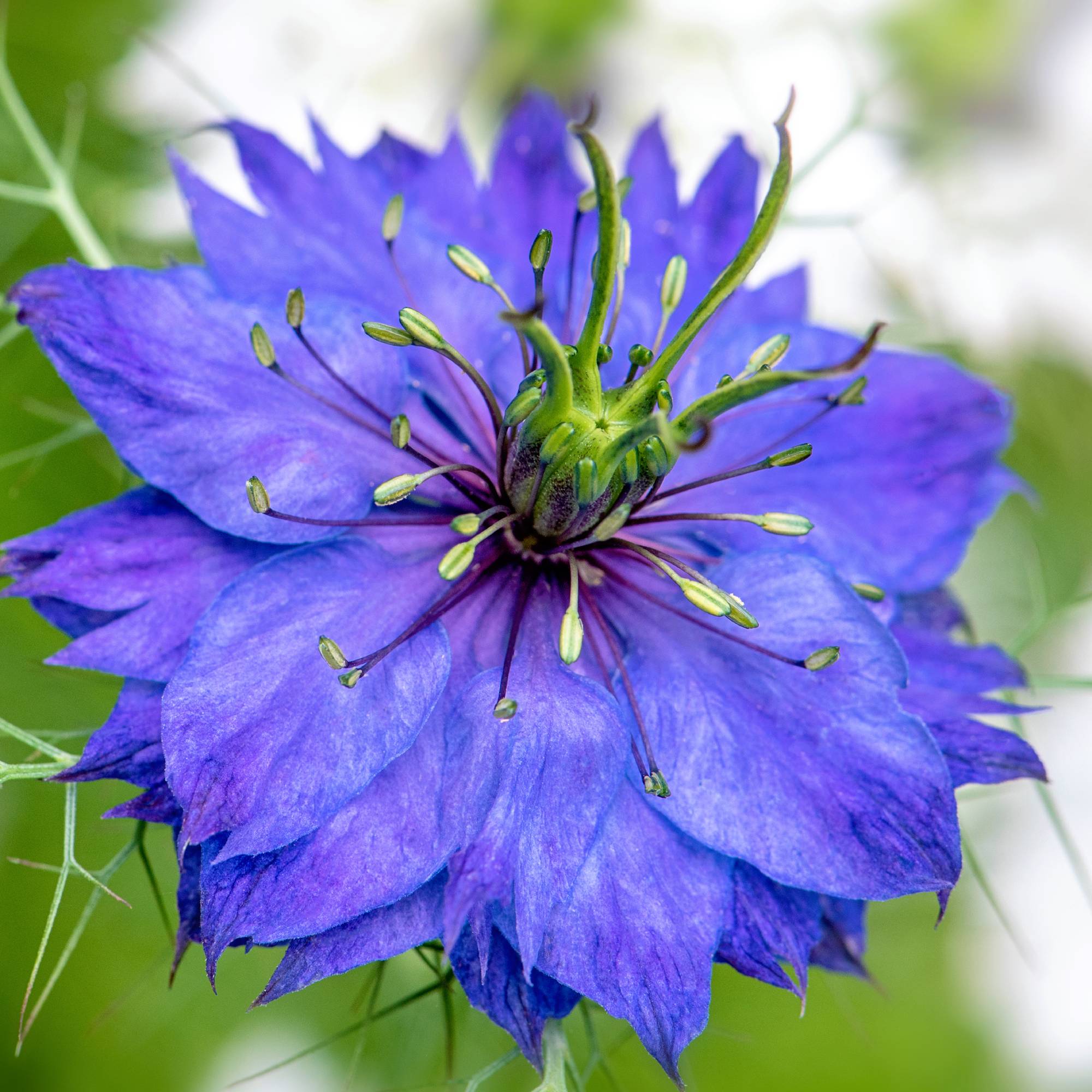 Purple love-in-a-mist flower