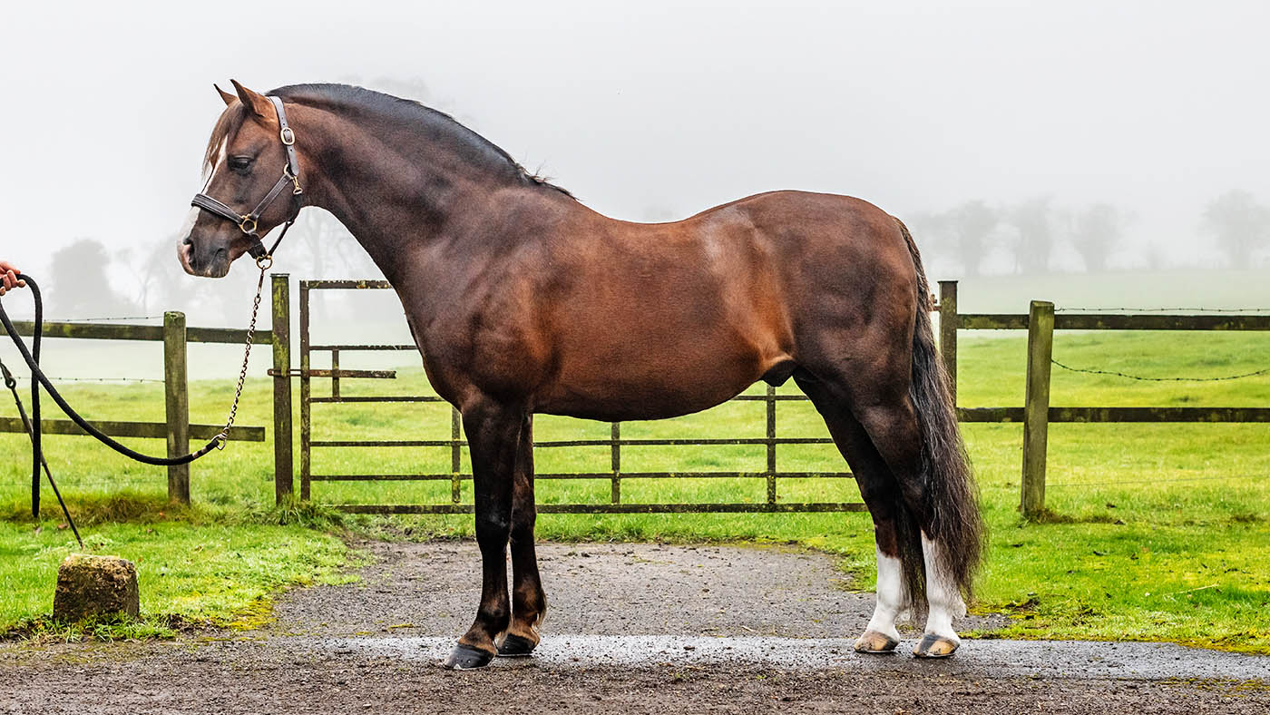 Moelview Prince Consort Welsh section B Horse &amp;amp; Hound magazine 4 March 2021 issue