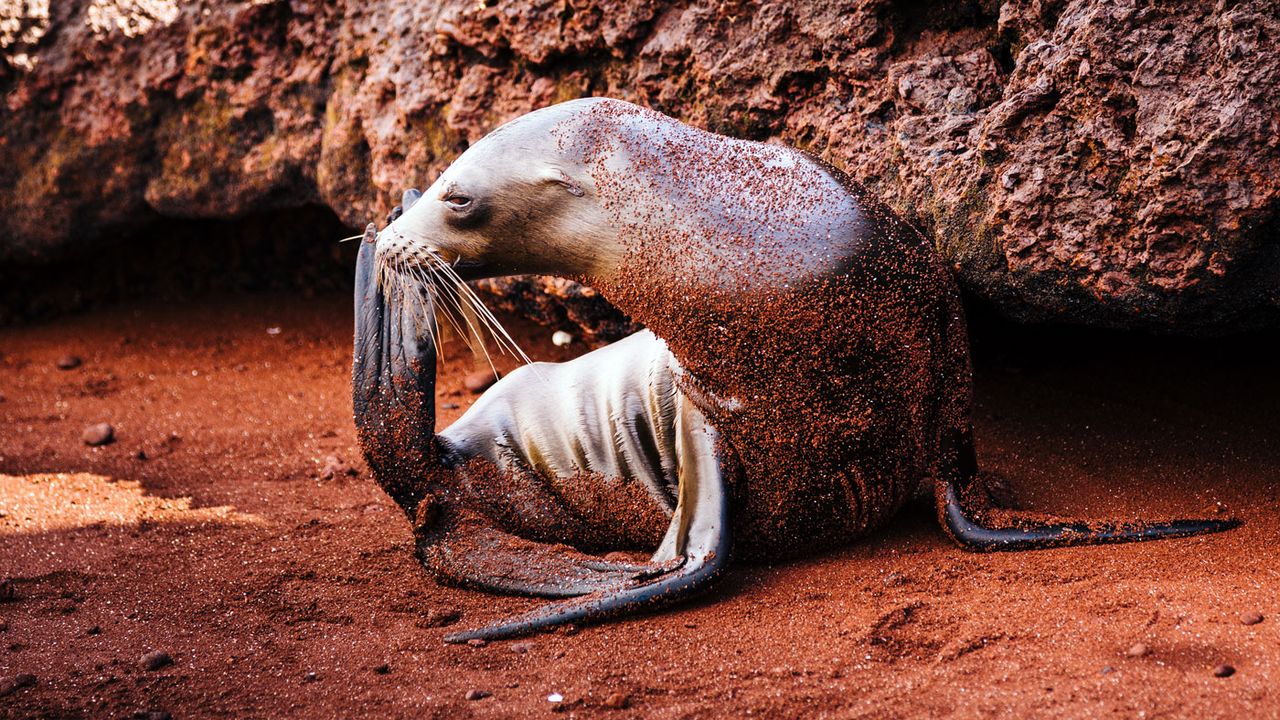 Galapagos Islands cruise on Santa Cruz II
