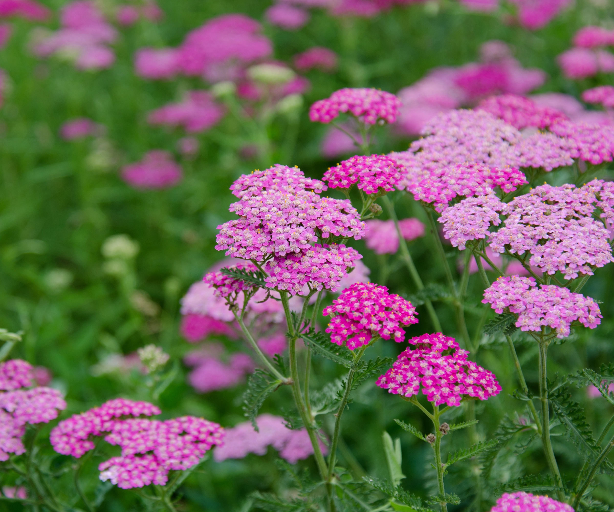 Pink achillea, yarrow
