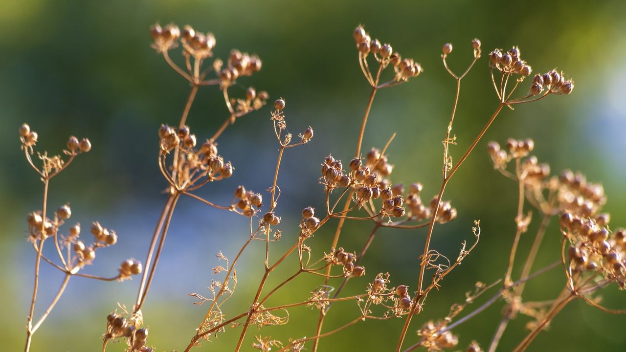 Dried coriander seed heads