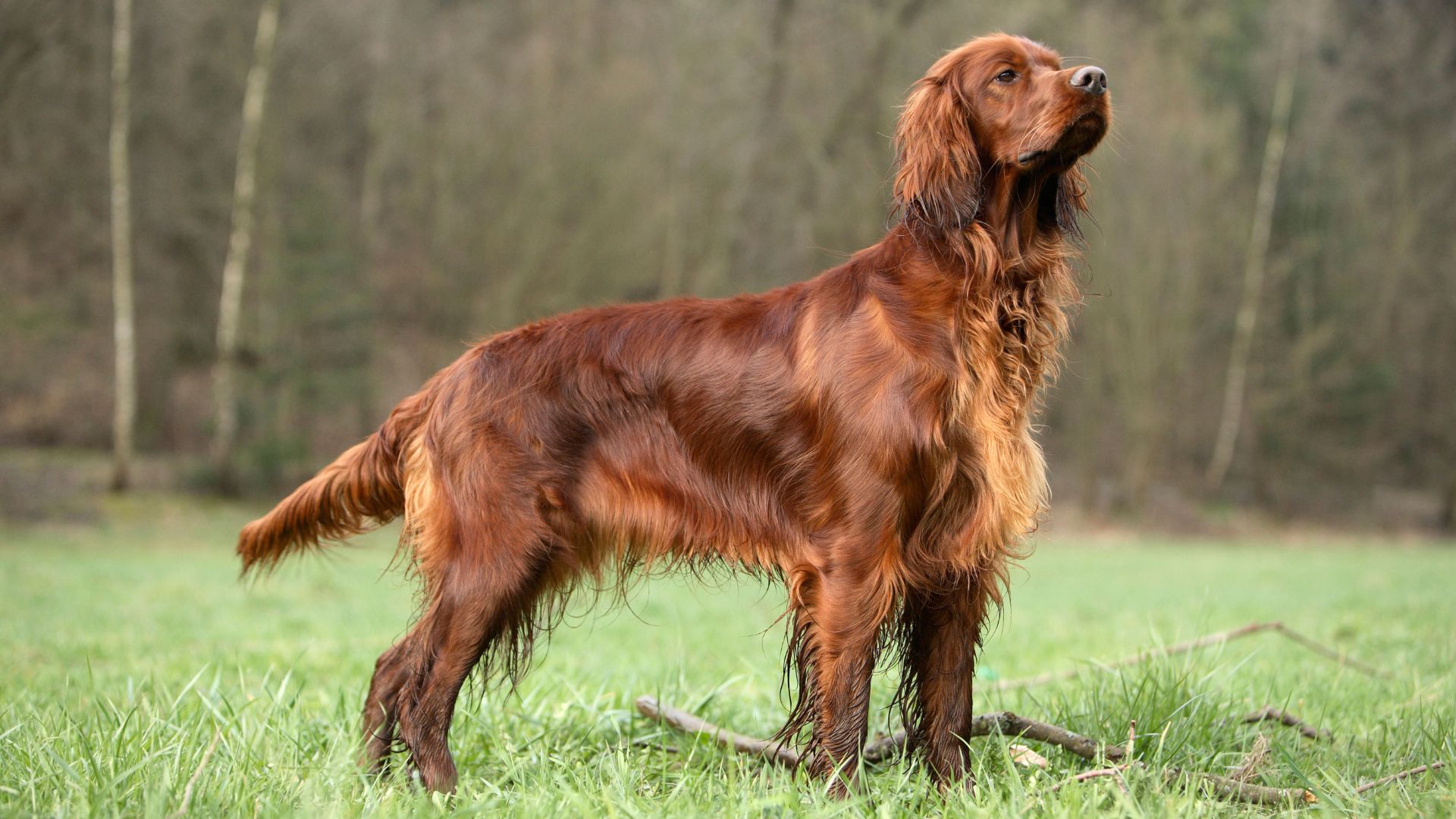 Irish Setter standing in field