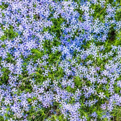 blue creeping phlox growing in a garden