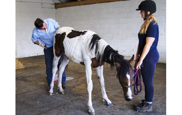 Vet-treating-wounds.jpg