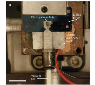 fruit fly brain, laser surgery, brain surgery