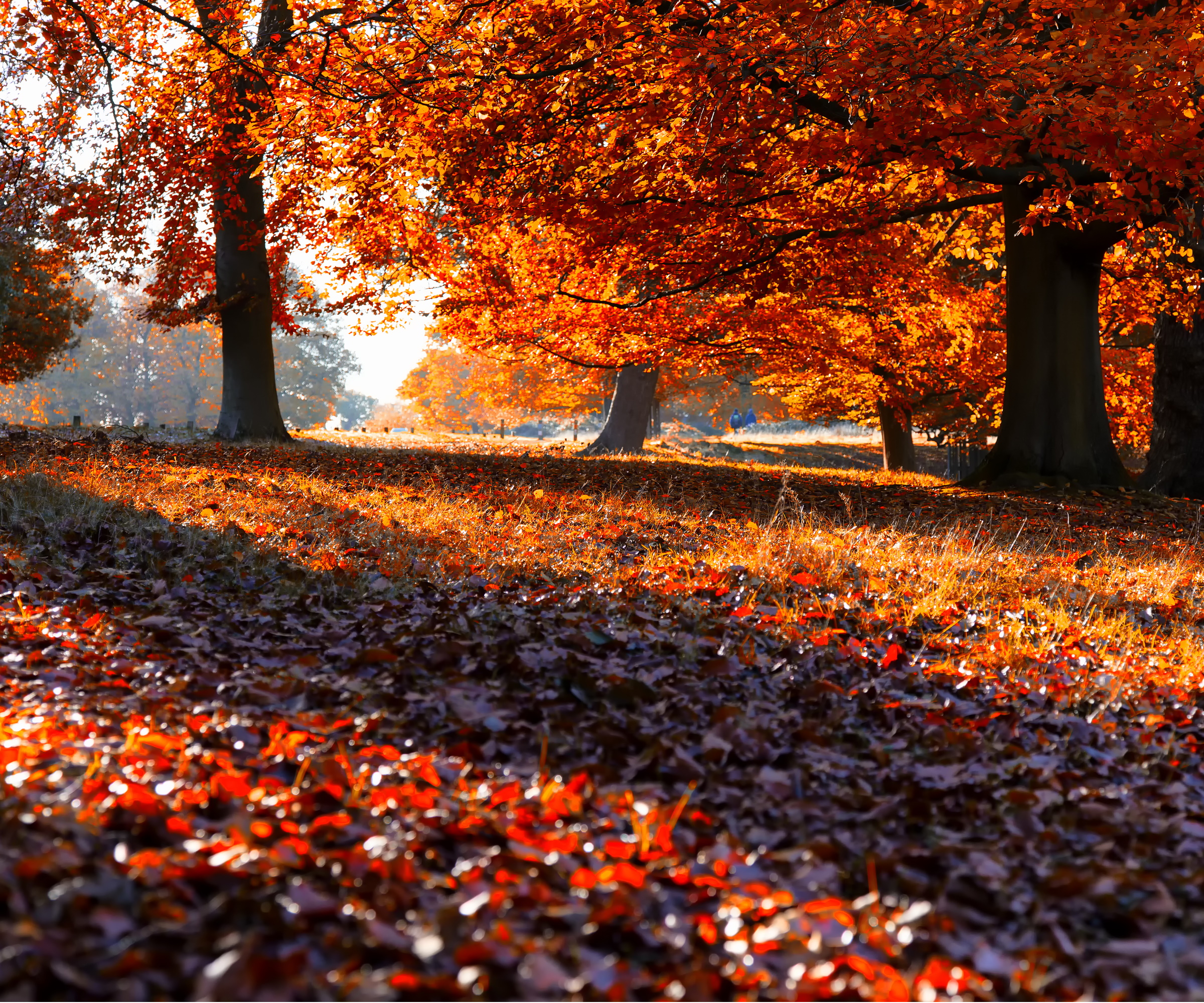 Fall foliage
