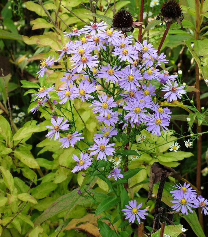 Bluebird Smooth Aster