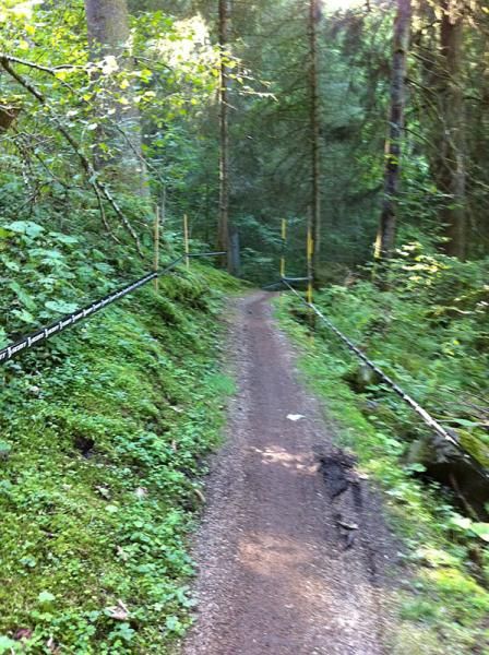 One of the few buff singletrack sections. The course is very green with lots of tree canopy, low foliage and moss.