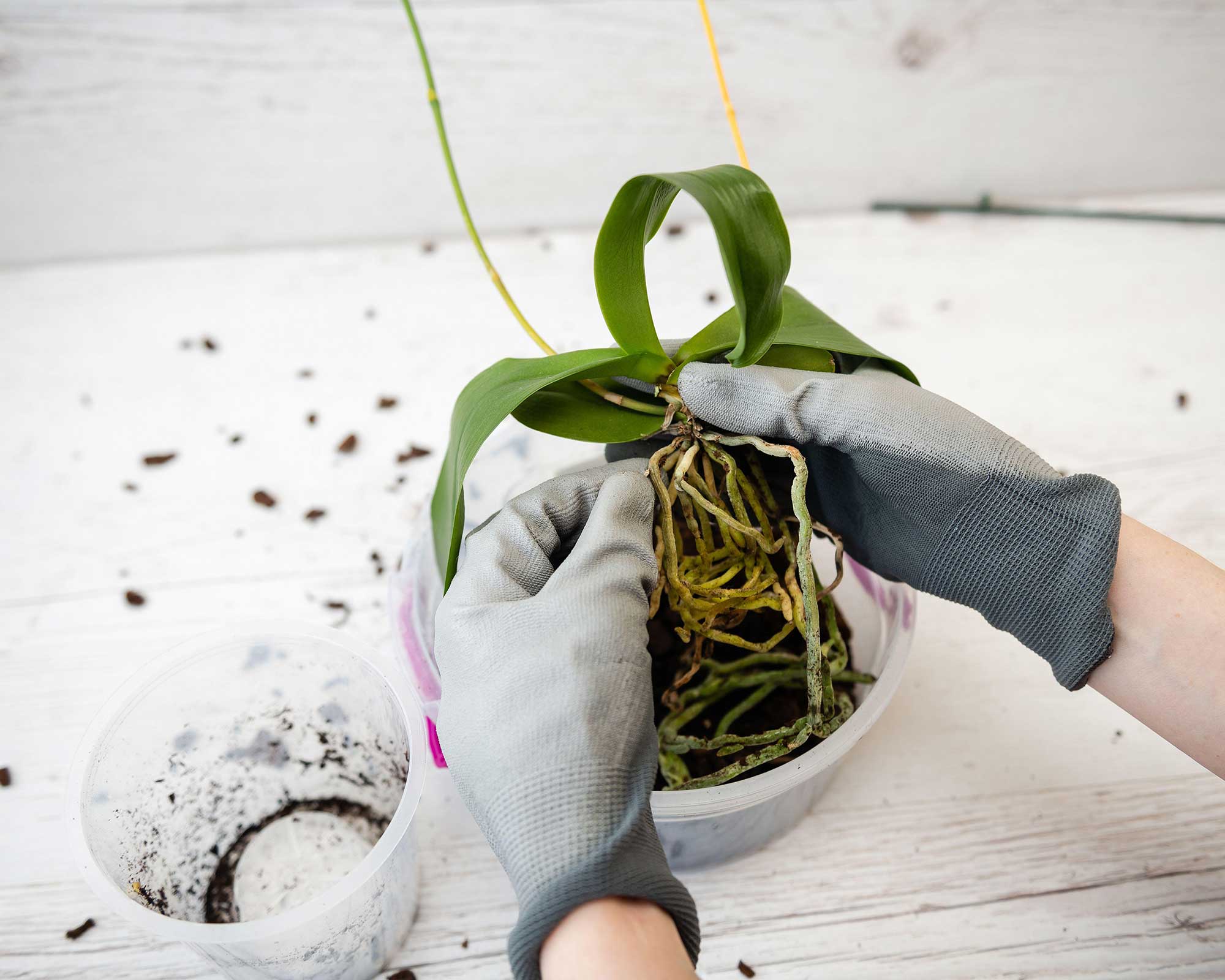 How to repot an orchid, plus top tips on when to do it Gardeningetc