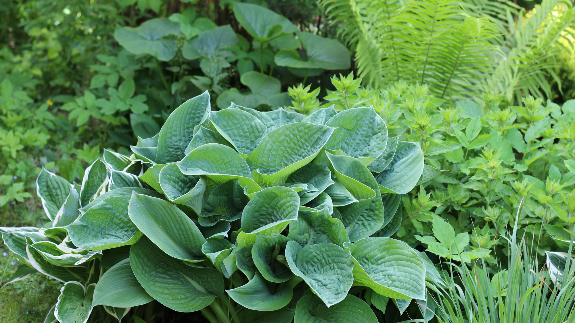 shade loving plants with hostas and ferns