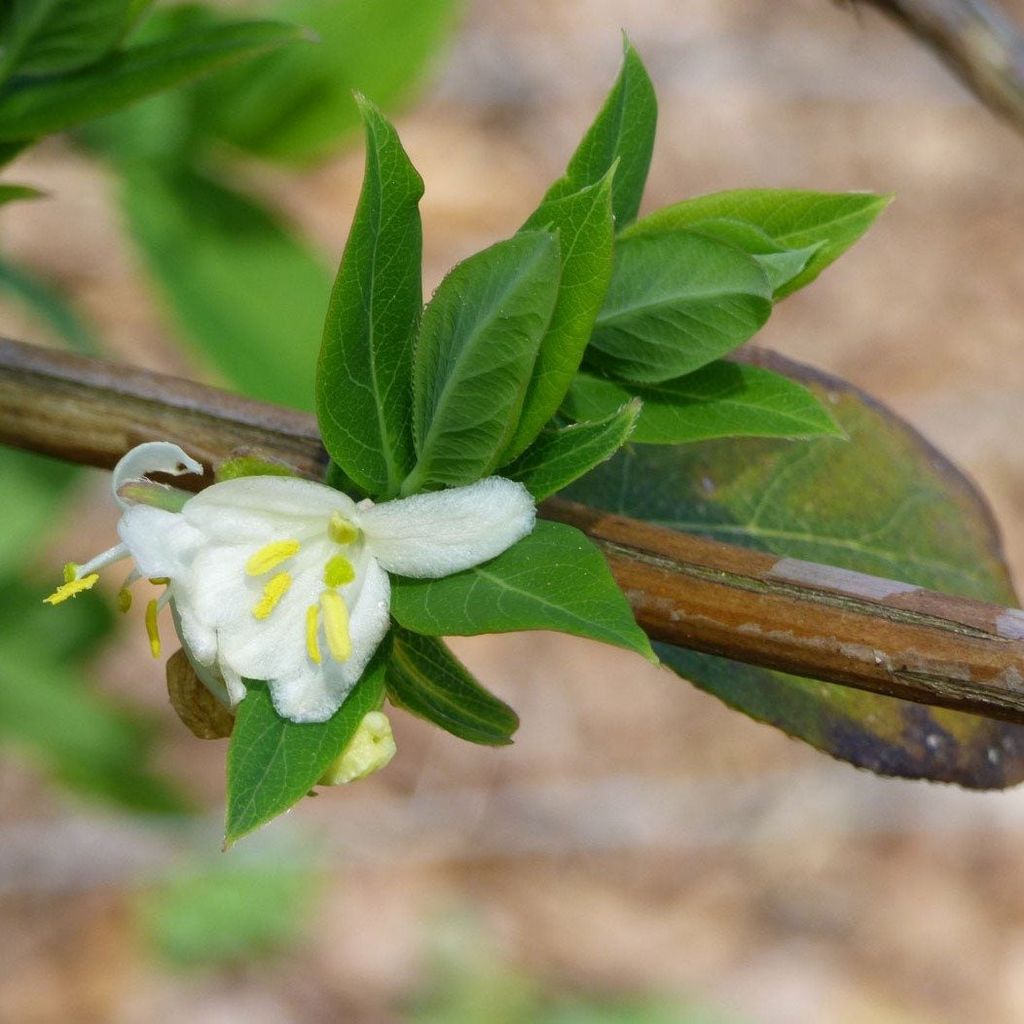 Winter Flowering Honeysuckle Plants Learn About The Winter