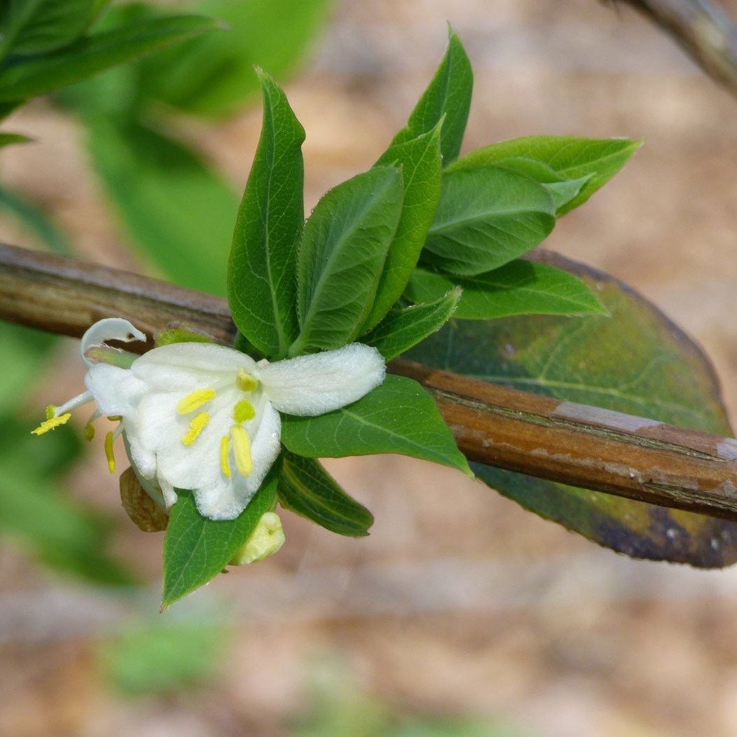 Winter Honeysuckle Shrub