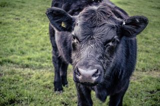 Inquisitive Aberdeen Angus Calf approaching