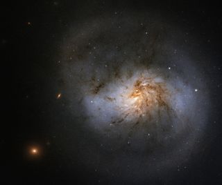 The barred spiral galaxy NGC 1022 flaunts its tendrils of dark, red dust in this new view from the Hubble Space Telescope. While most barred spiral galaxies have a distinct bar of stars at their centers, the bar inside NGC 1022 is a bit more difficult to make out. To spot the faint feature, look for the swirling arms emerging from both ends. Hubble captured this image of NGC 1022 as part of a study into black holes, which lie at the center of most (if not all) spiral galaxies like this one.