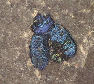 A blue metallic beetle preserved in stone.