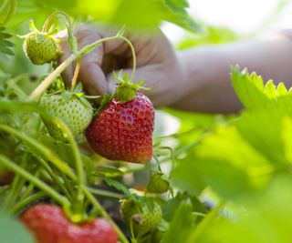 A close-up of a hand pinching the stalk of a strawberry to pick the fruit
