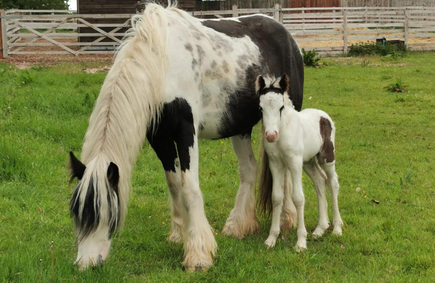 Five-rescue-foals-a.jpg