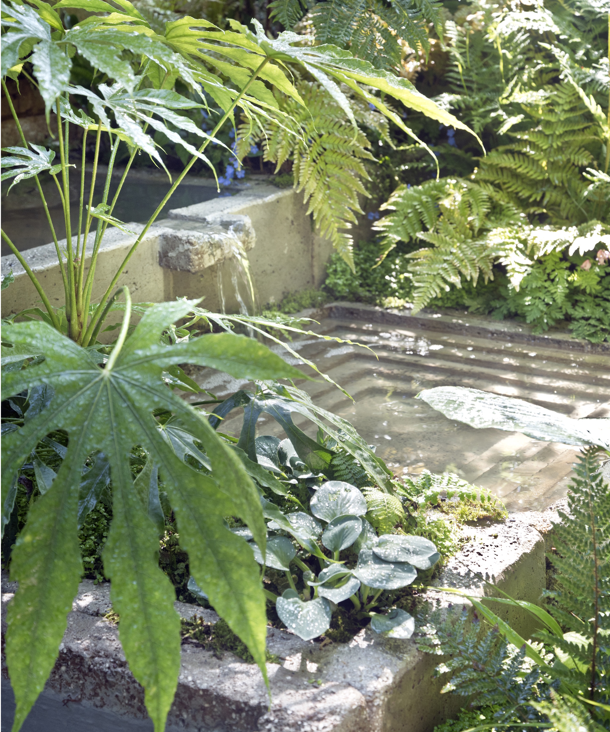 Water feature surrounded by ferns and shade-loving plants