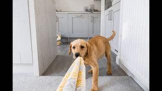puppy play tug a war with towel