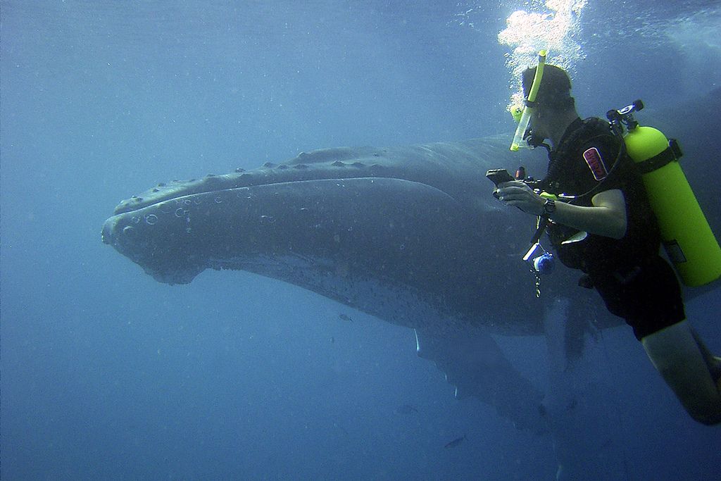 Humpback whale and diver