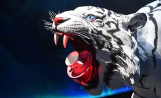 Close up view of roaring white tiger with coffee cup in mouth