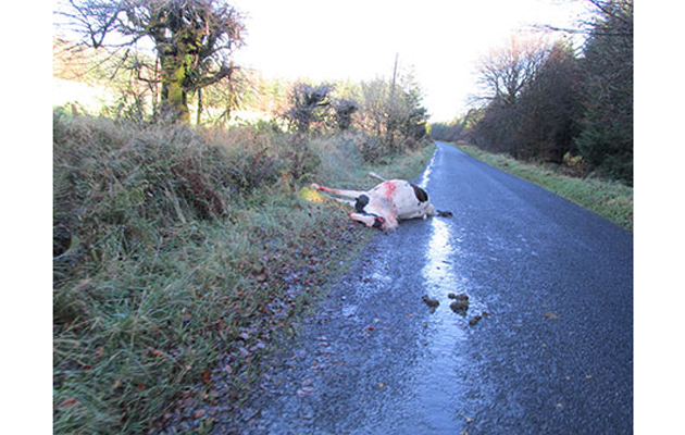 horses shot dead