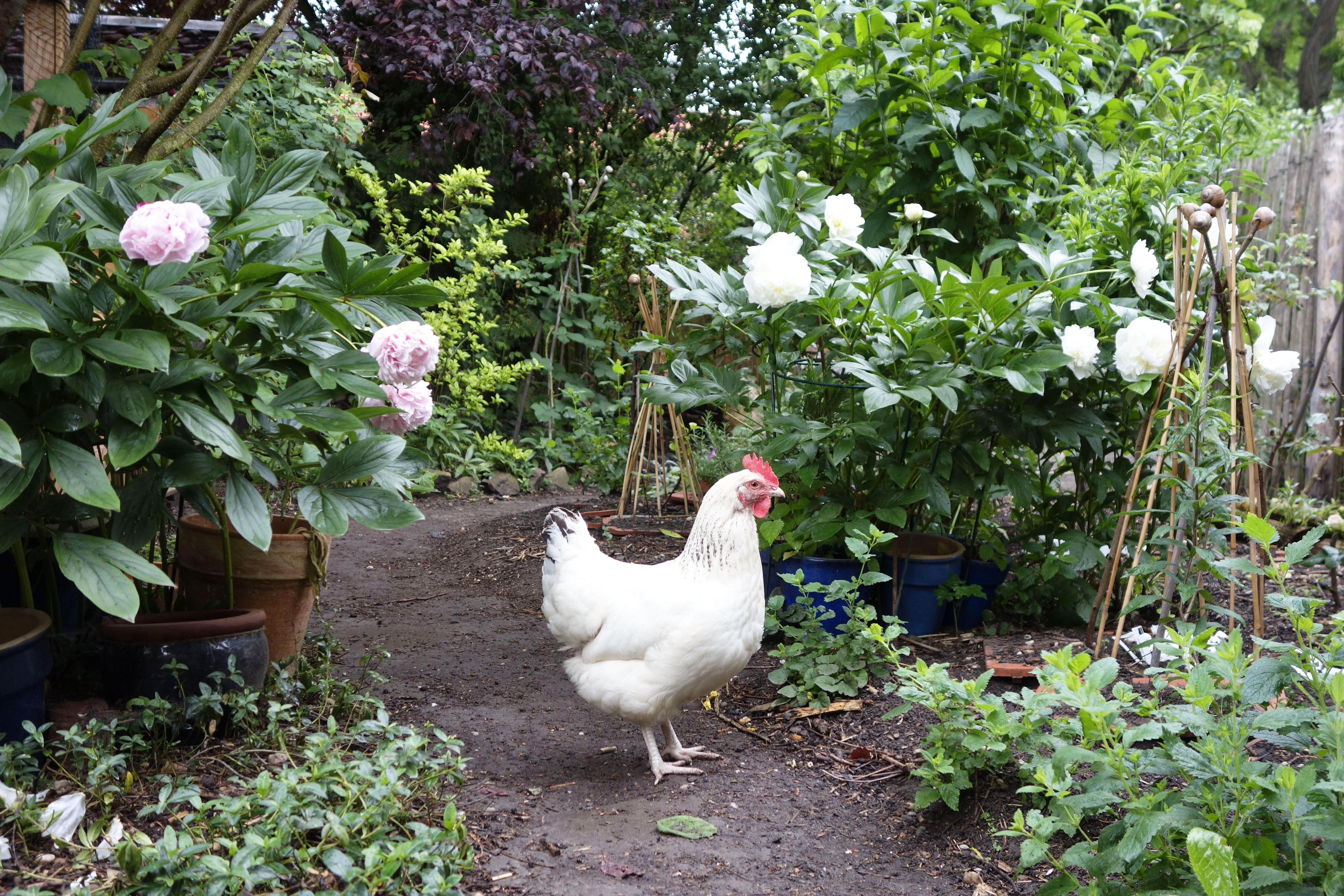 White chicken in a flower bed