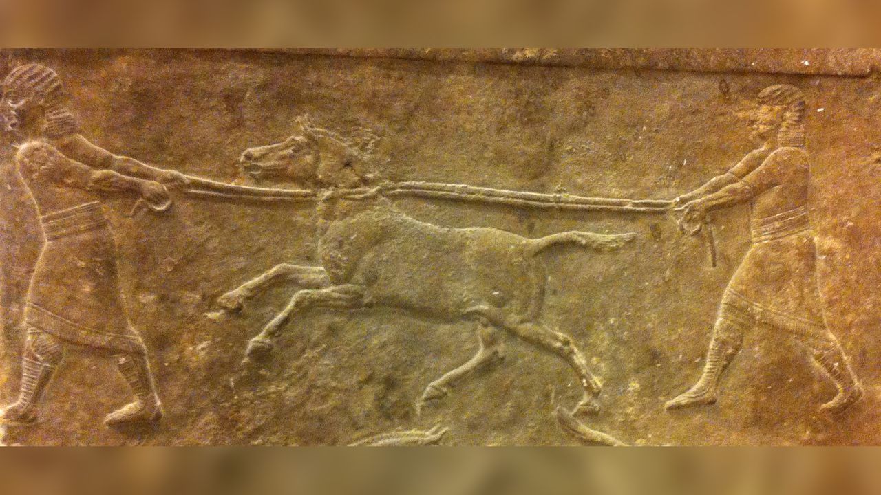 This carved stone panel from the Assyrian capital Nineveh shows two men leading an untamable wild ass they have captured, probably for breeding kungas.