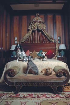 Dogs resting on a fancy hotel bed