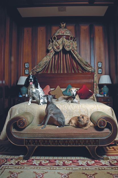 Dogs resting on a fancy hotel bed