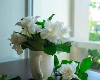 Hardest houseplants to keep alive gardenia