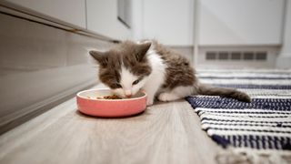 Kitten eating from food bowl