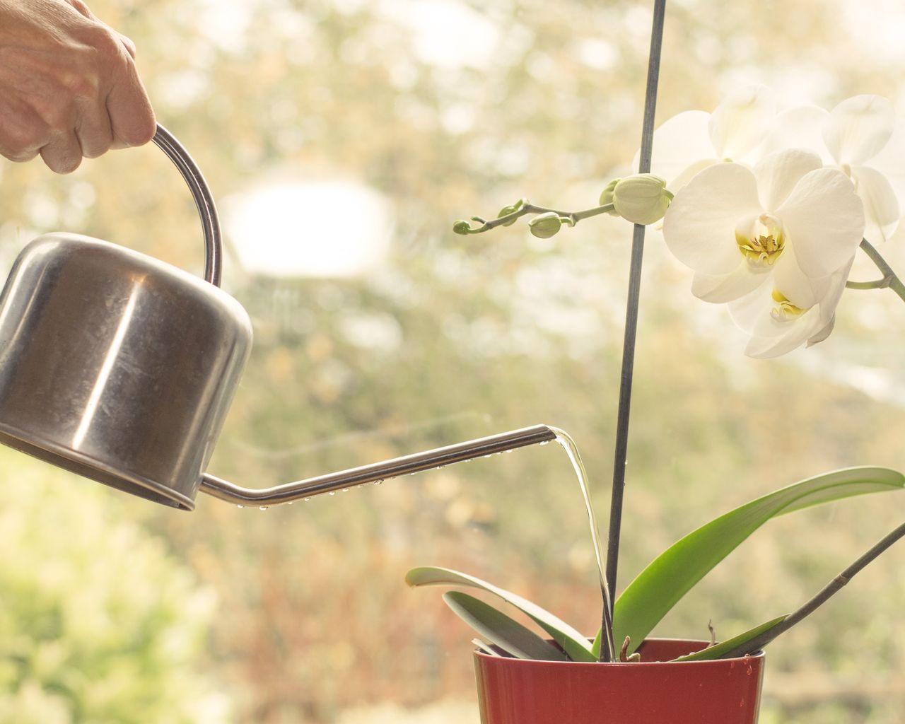Should you water an orchid with ice cubes? We asked an orchid grower... Real Homes