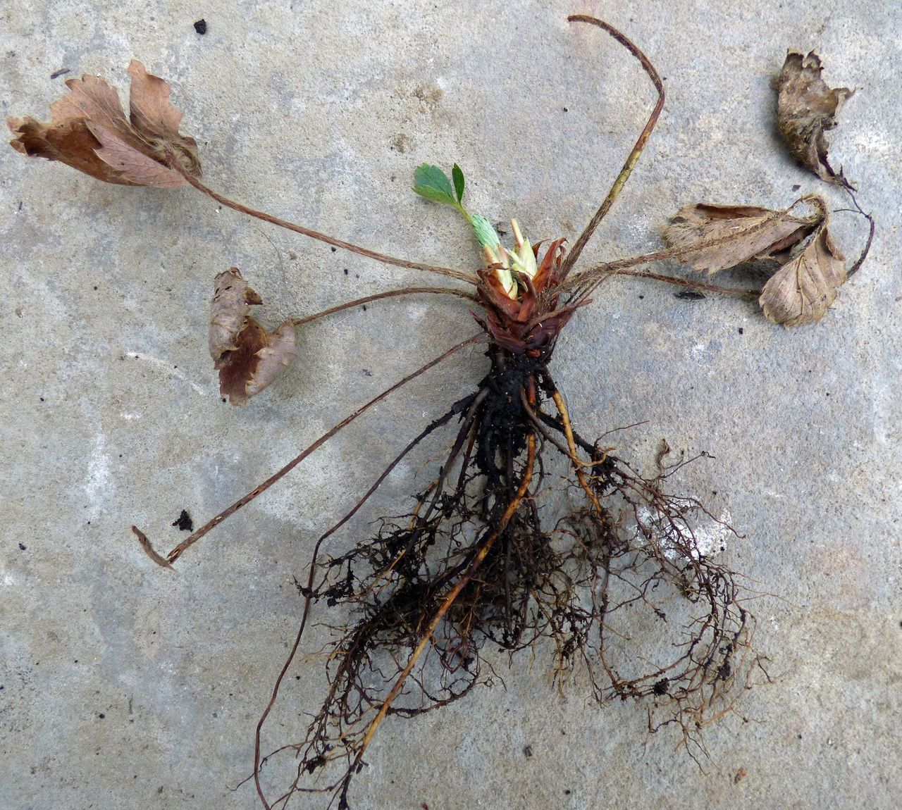 Bare Root Strawberries