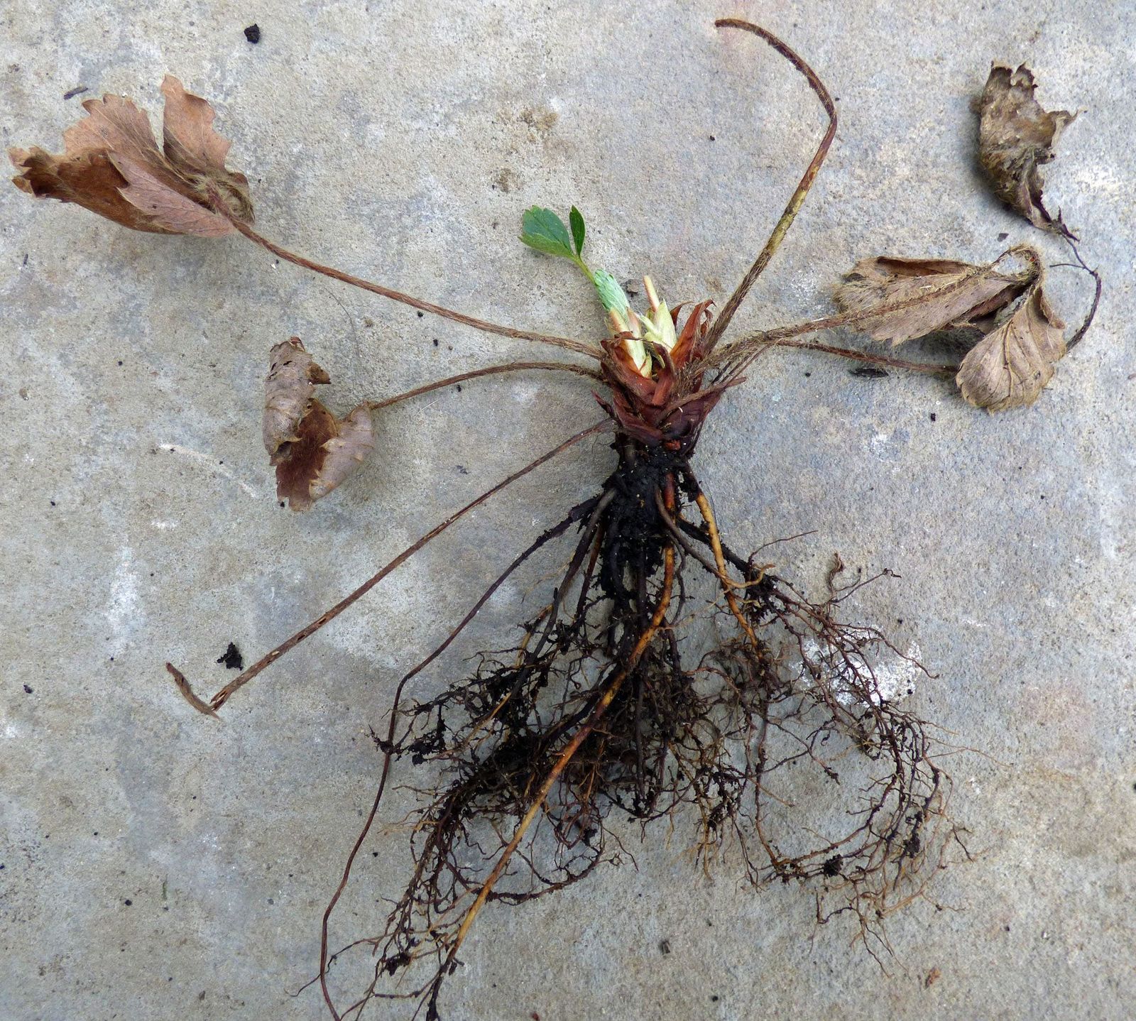 bare-root-strawberry-plants-storing-and-planting-bare-root