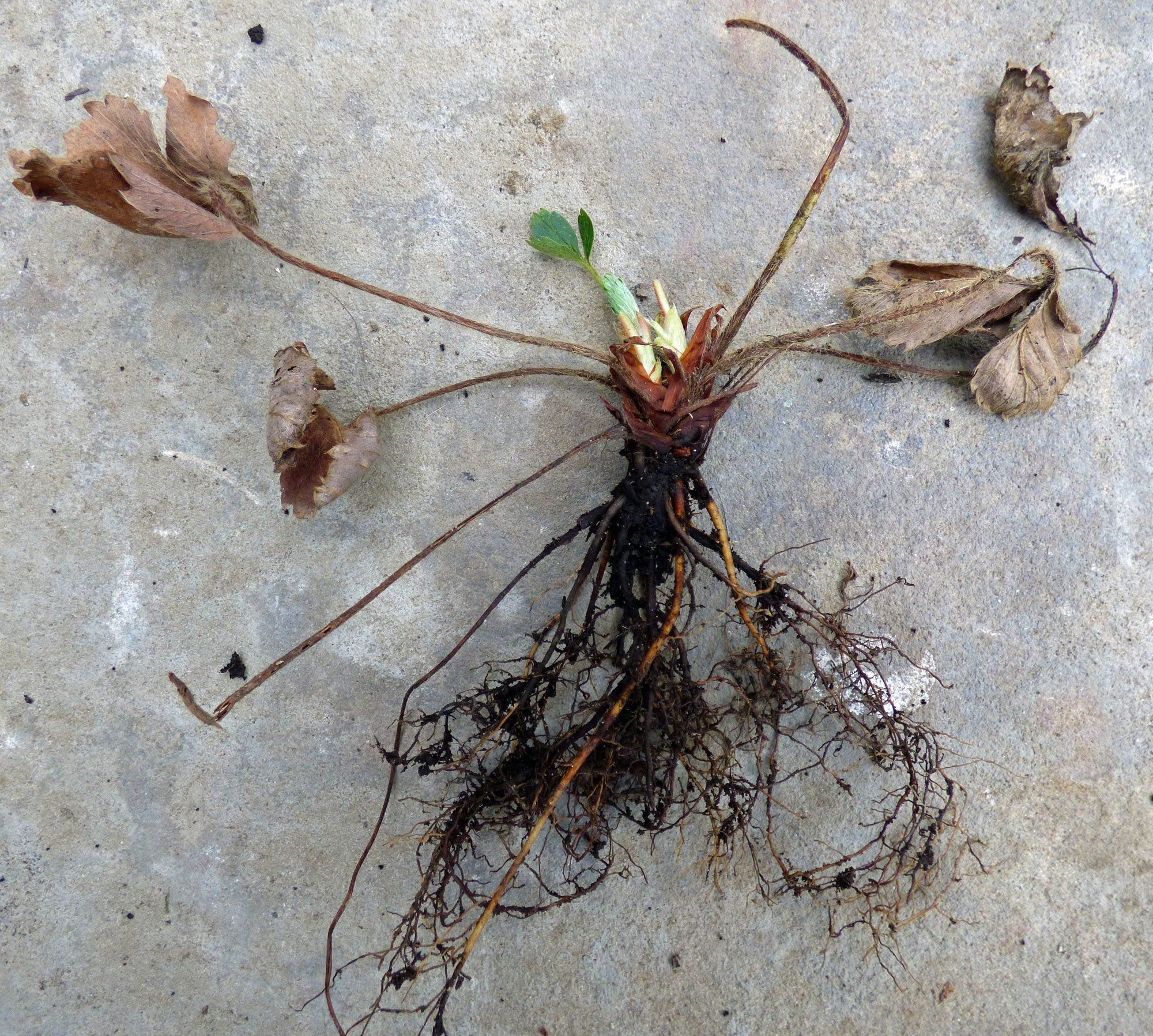 Strawbarry Roots Bare Root Strawberry Plants - Storing And Planting Bare Root ...