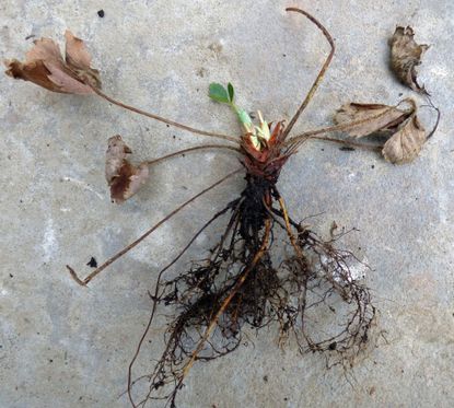 Bare Root Strawberries